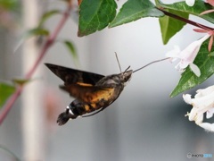 ホシホウジャク