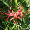 曼珠沙華⓶