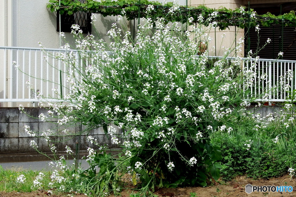 大根の花①