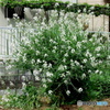 大根の花①