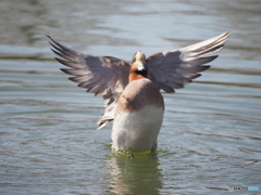 ヒドリガモ　エンジェル