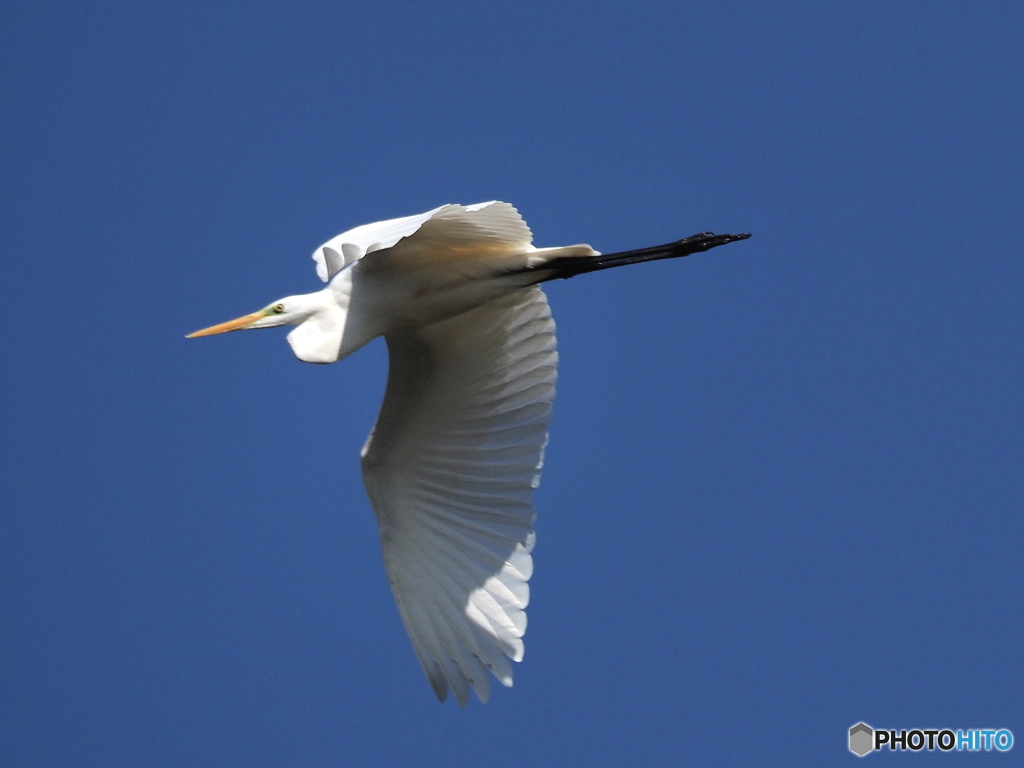 ダイサギ飛翔➀