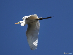 ダイサギ飛翔➀