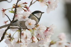 桜とシジュウカラ