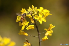 Bee02