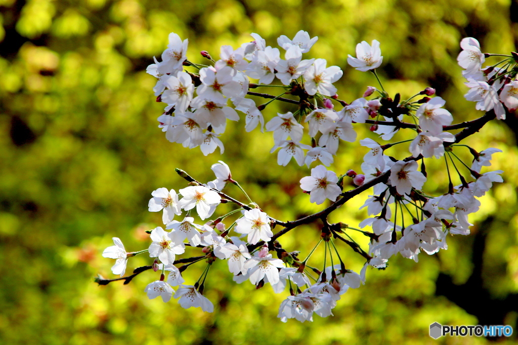 桜02