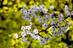桜02