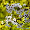桜02