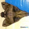 STEALTH①