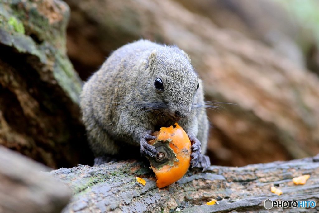 柿食えば