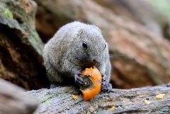 柿食えば