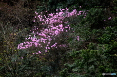 森に色が 森に色が