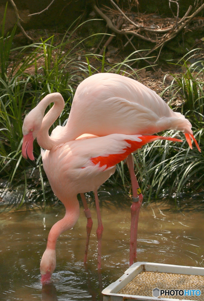Flamingo①