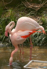 Flamingo①