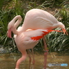 Flamingo①