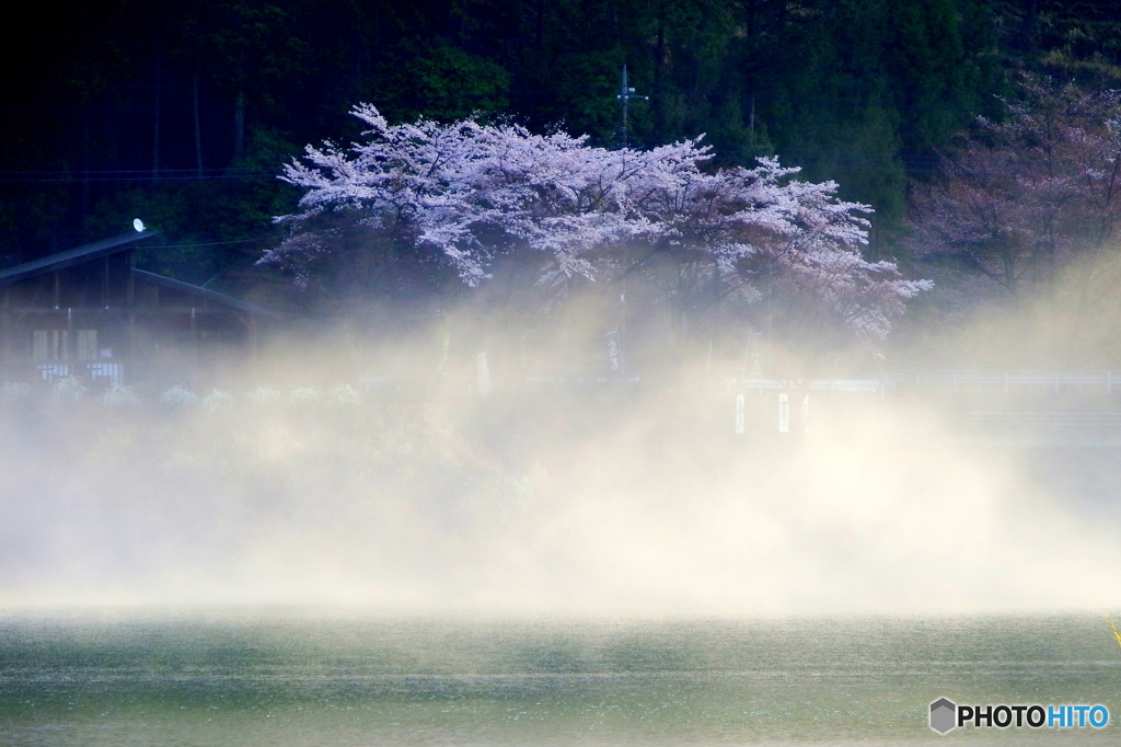 朝霧湖畔の桜