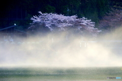 朝霧湖畔の桜