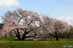 Sakura02