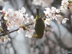 サクジロー　③