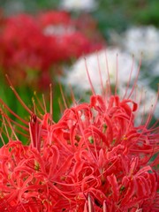 曼珠沙華