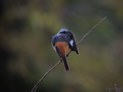 DSCN0096