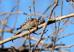 ん”(´･ω･`)　何かいるぞ　確認！