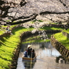 SAKURA ②