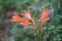 キツネのカミソリ①