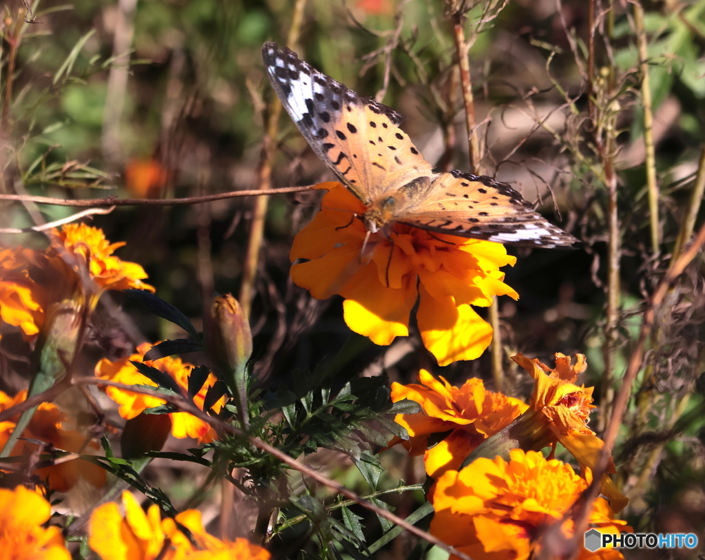ツマグロヒョウモン