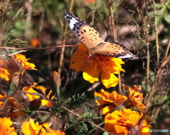 ツマグロヒョウモン