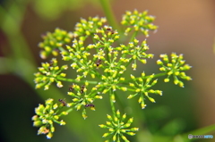 パセリの花✙ありんこ