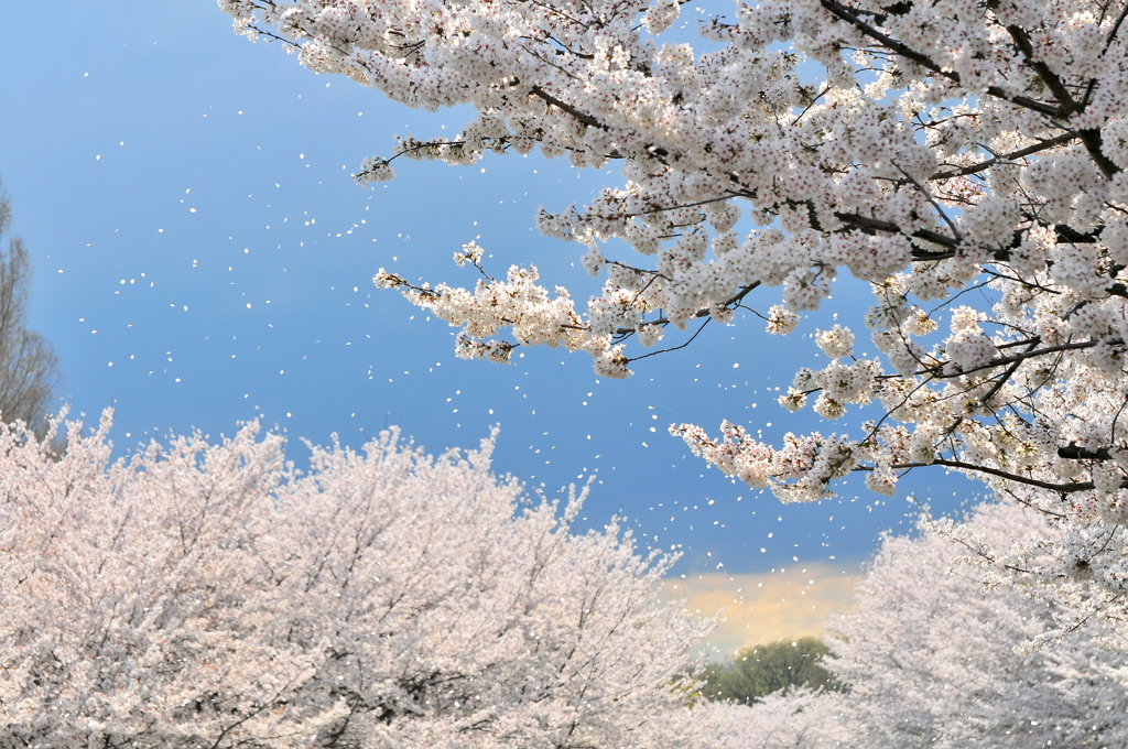 桜吹雪