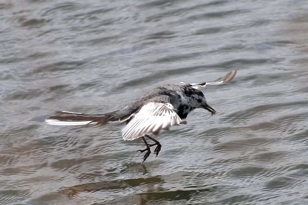 ハクセキレイ　flying catch