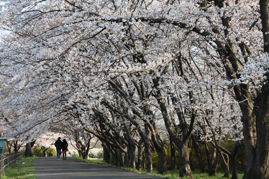 桜トンネル