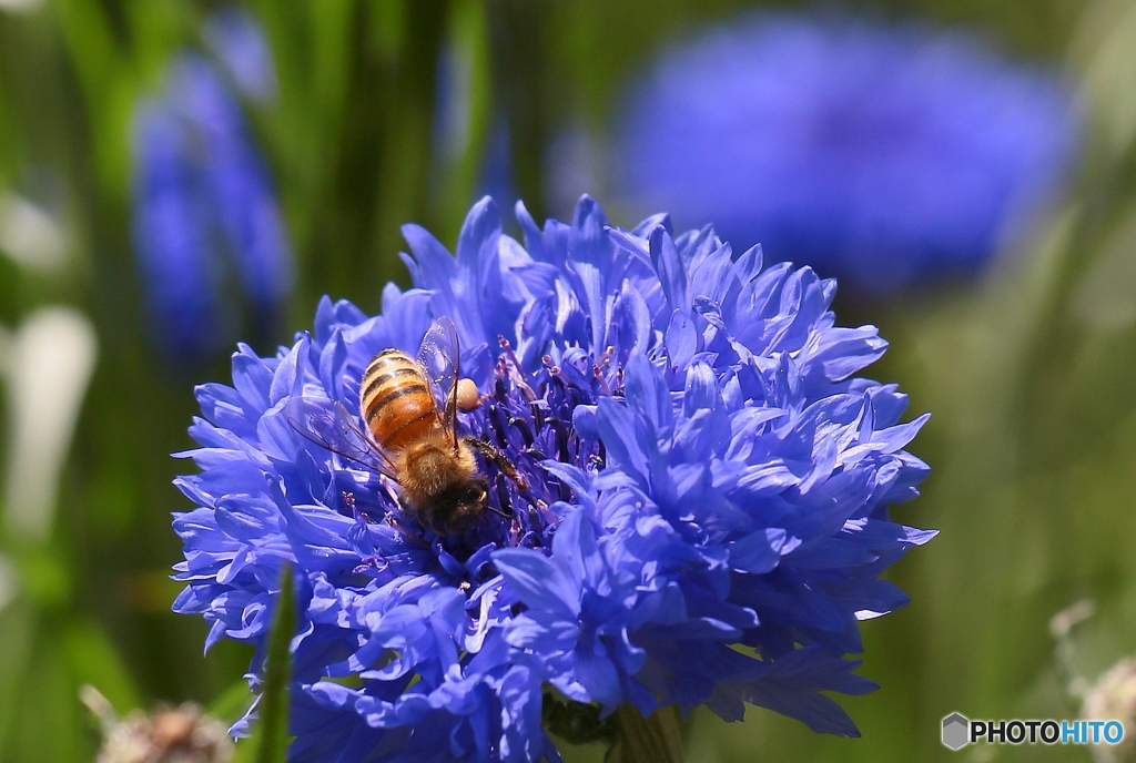 Bee01