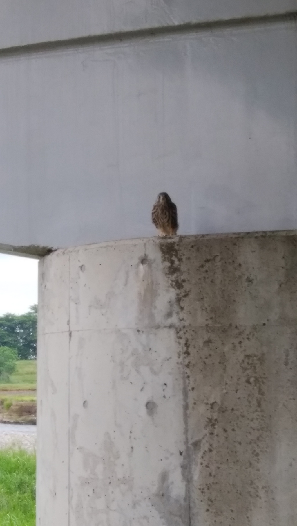 初めての散歩　５月３１日　早朝