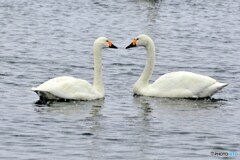 おアツいなか？