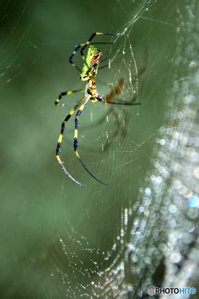 spiderweb　①