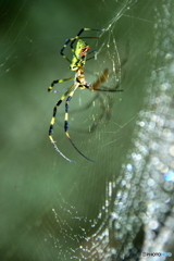 spiderweb　①