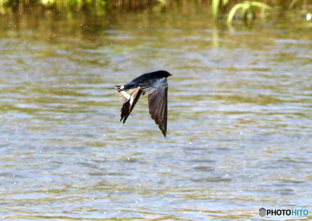 Swallow➀