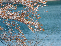 山桜