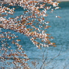 山桜
