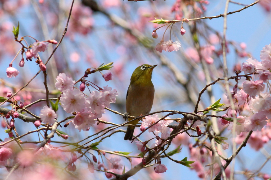 SAKURAジロ10