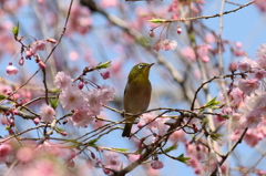 SAKURAジロ10