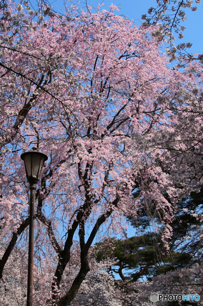 桜04