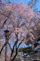 桜04