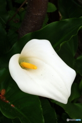 カラー　 Calla lily
