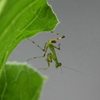 ミニ　カマキリ