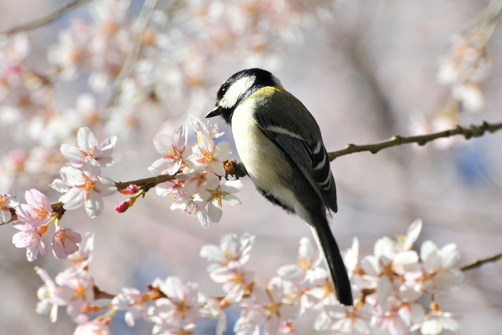 シジュウカラ