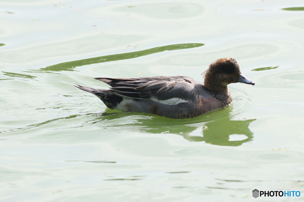 ヒドリガモ➀